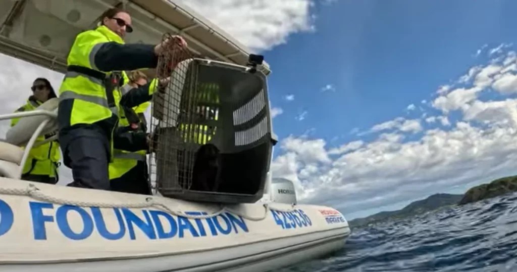 New Zealand Fur Seal
