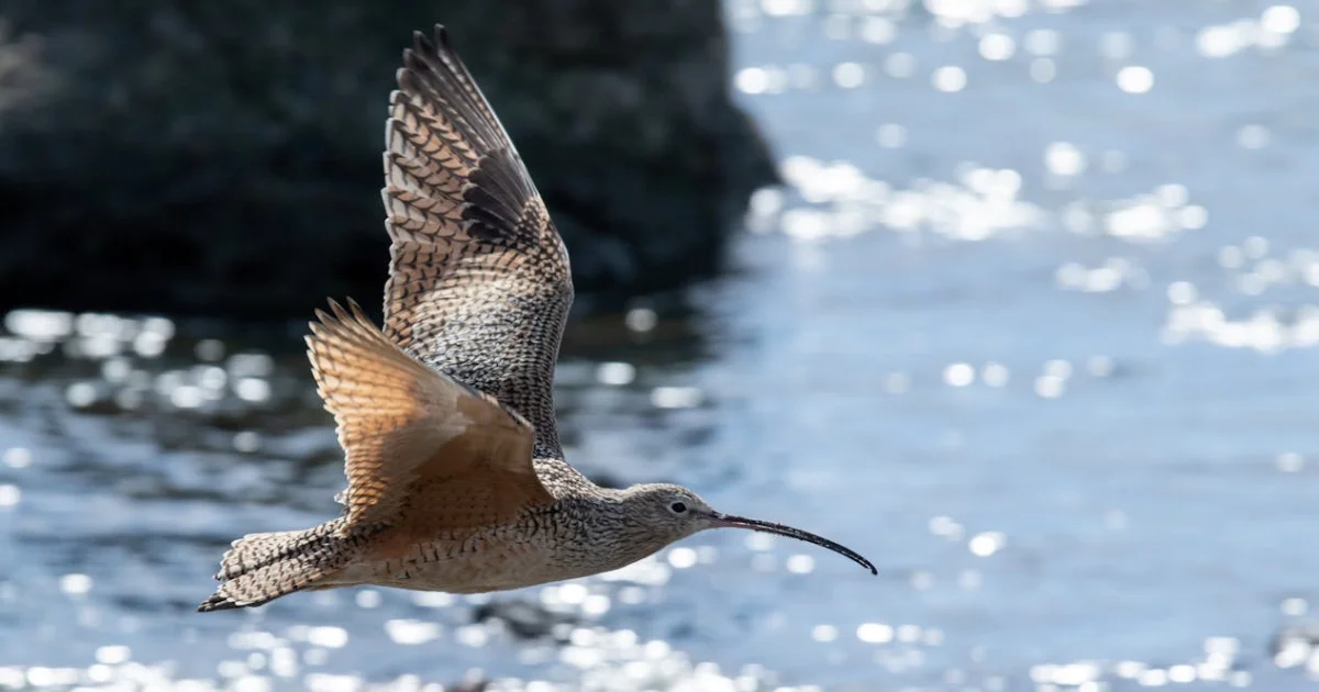 Banksia Beach Welcomes the Season’s First Wave of Migratory Shorebirds