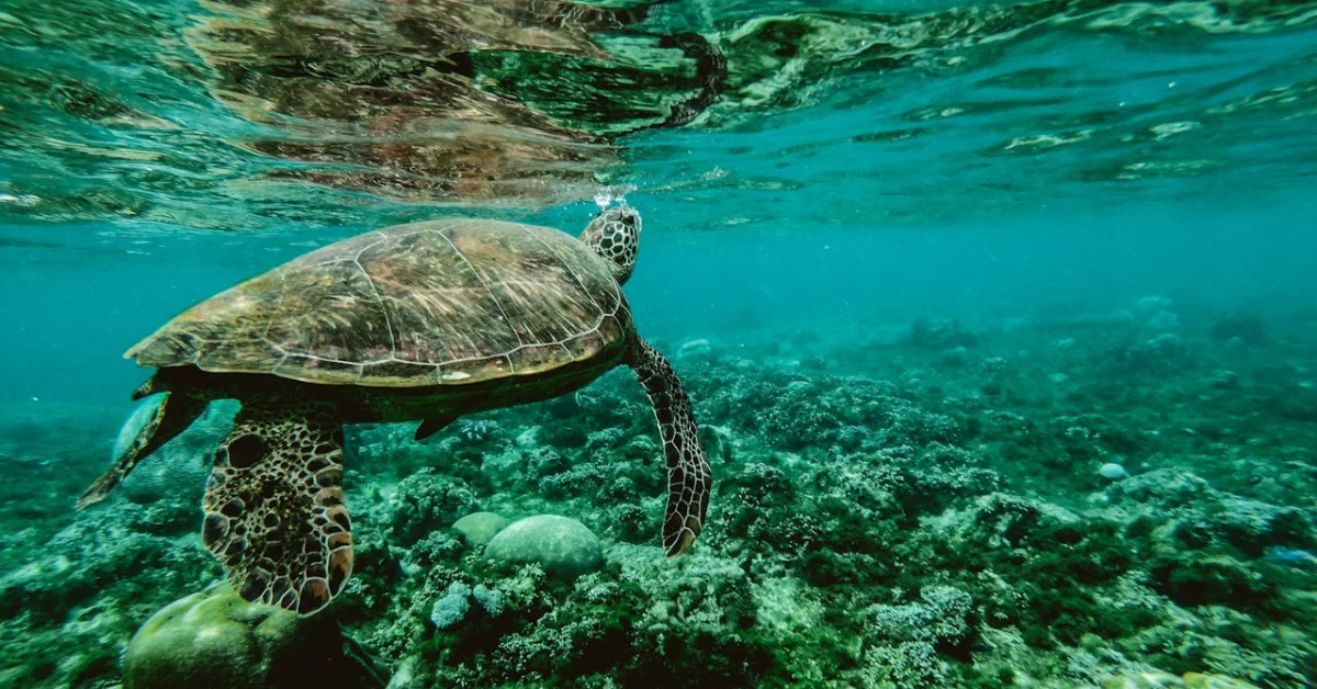 Turtle Awareness Expo