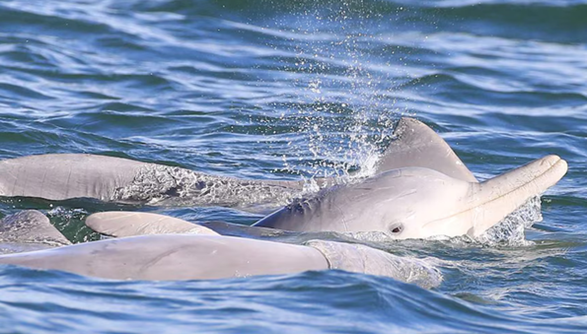 New Research Highlights Dolphins Living Beyond Newport’s Canals